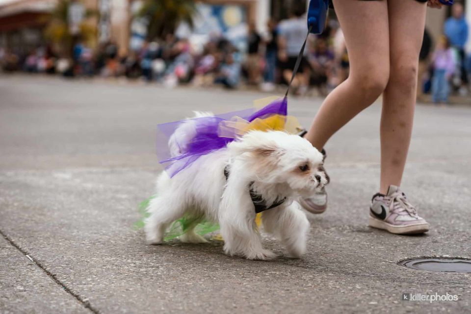 Paws, Prancing, and Costumes: The 2026 Krewe of Barkus Parade, photo 10