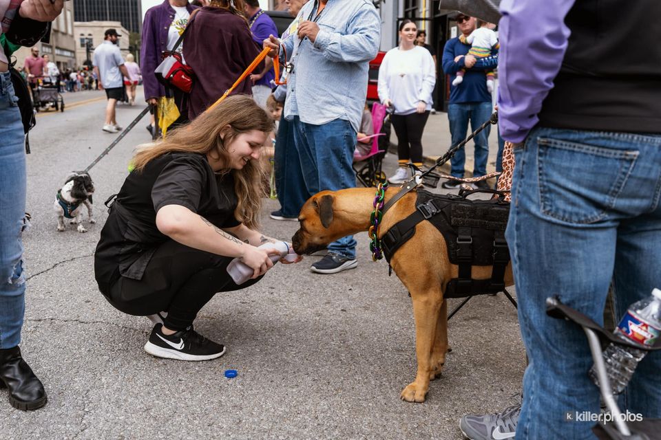 Paws, Prancing, and Costumes: The 2026 Krewe of Barkus Parade, photo 12