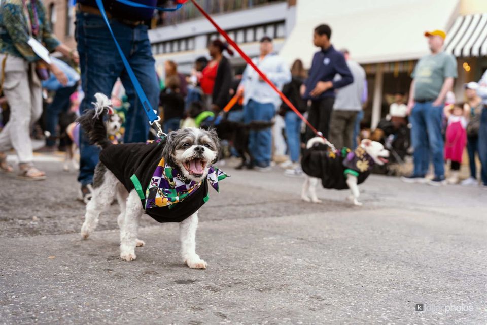 Paws, Prancing, and Costumes: The 2026 Krewe of Barkus Parade, photo 24