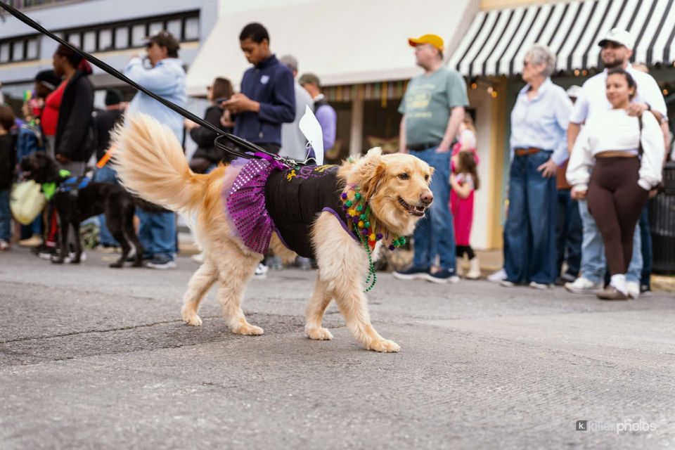 Paws, Prancing, and Costumes: The 2026 Krewe of Barkus Parade, photo 25
