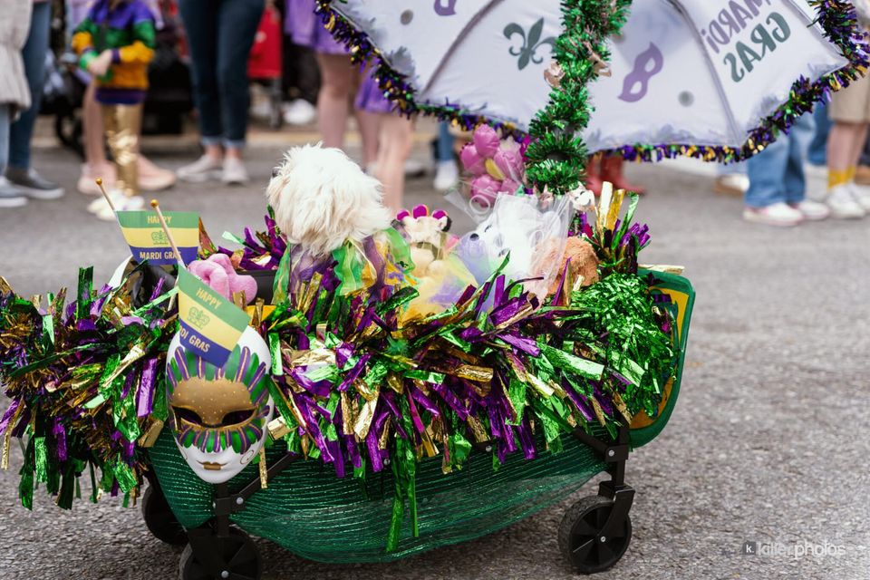 Paws, Prancing, and Costumes: The 2026 Krewe of Barkus Parade, photo 33