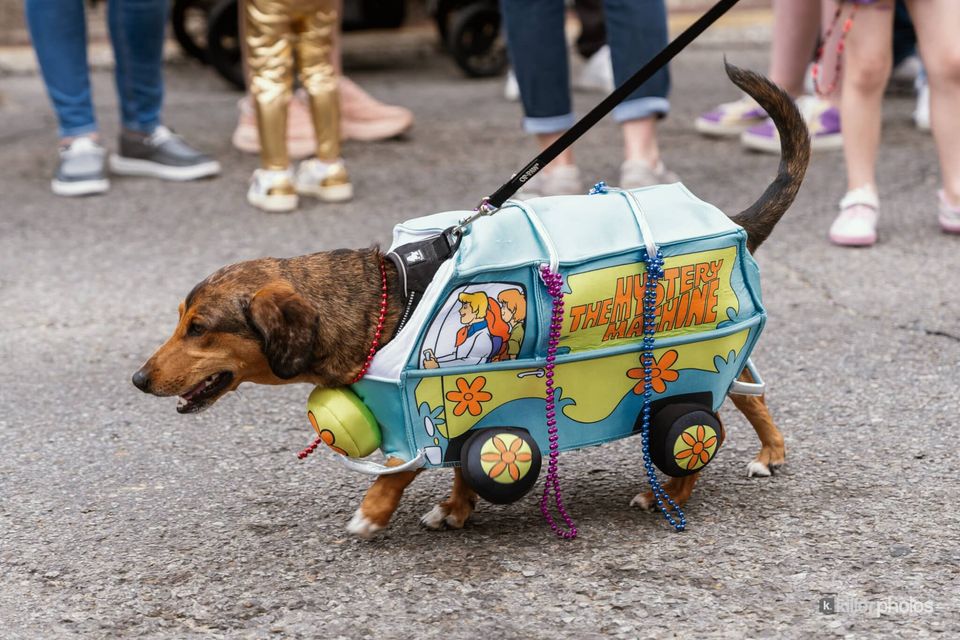 Paws, Prancing, and Costumes: The 2026 Krewe of Barkus Parade, photo 35